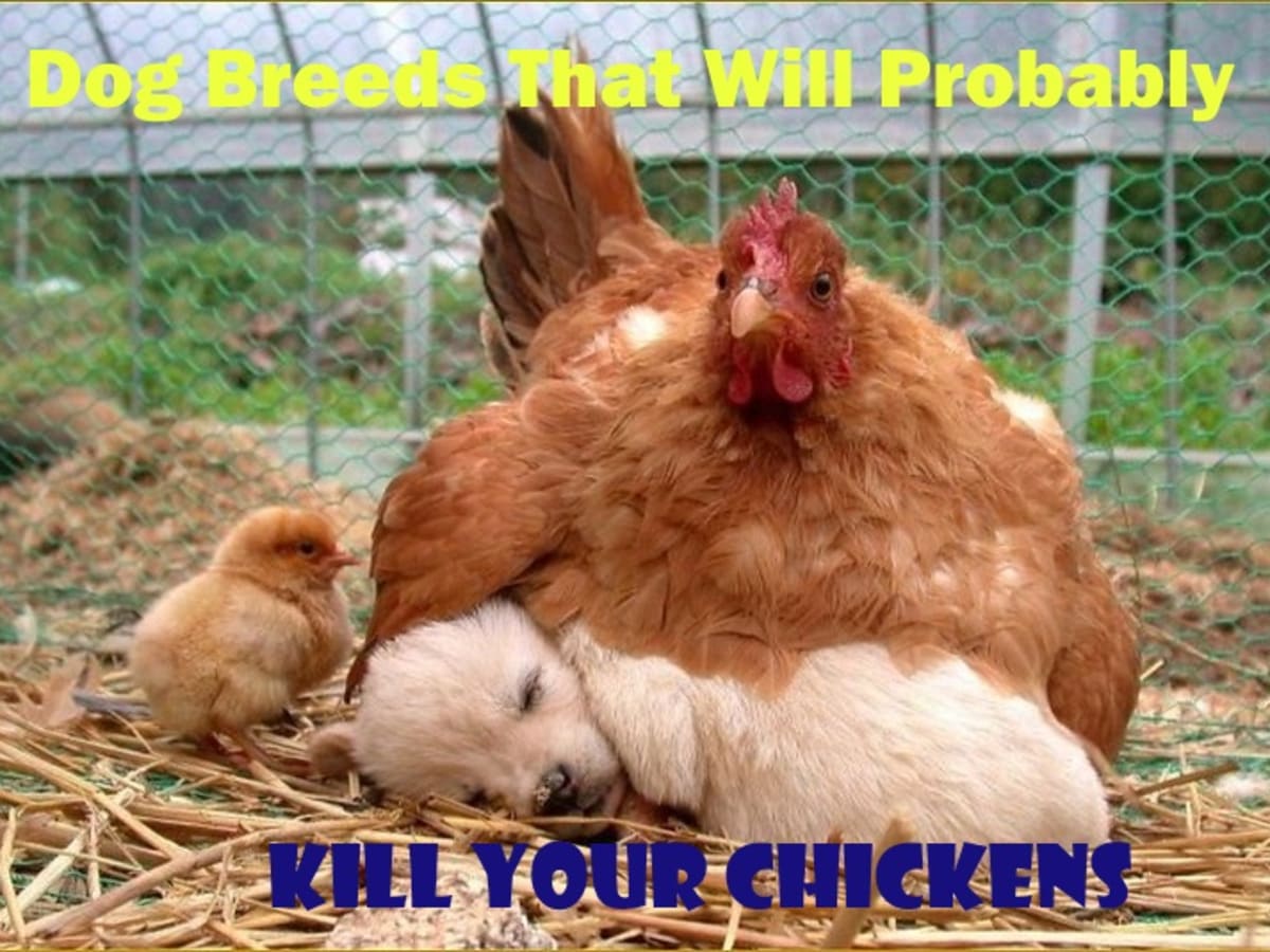 4 Dog Breeds That Will Probably Kill Your Chickens Pethelpful