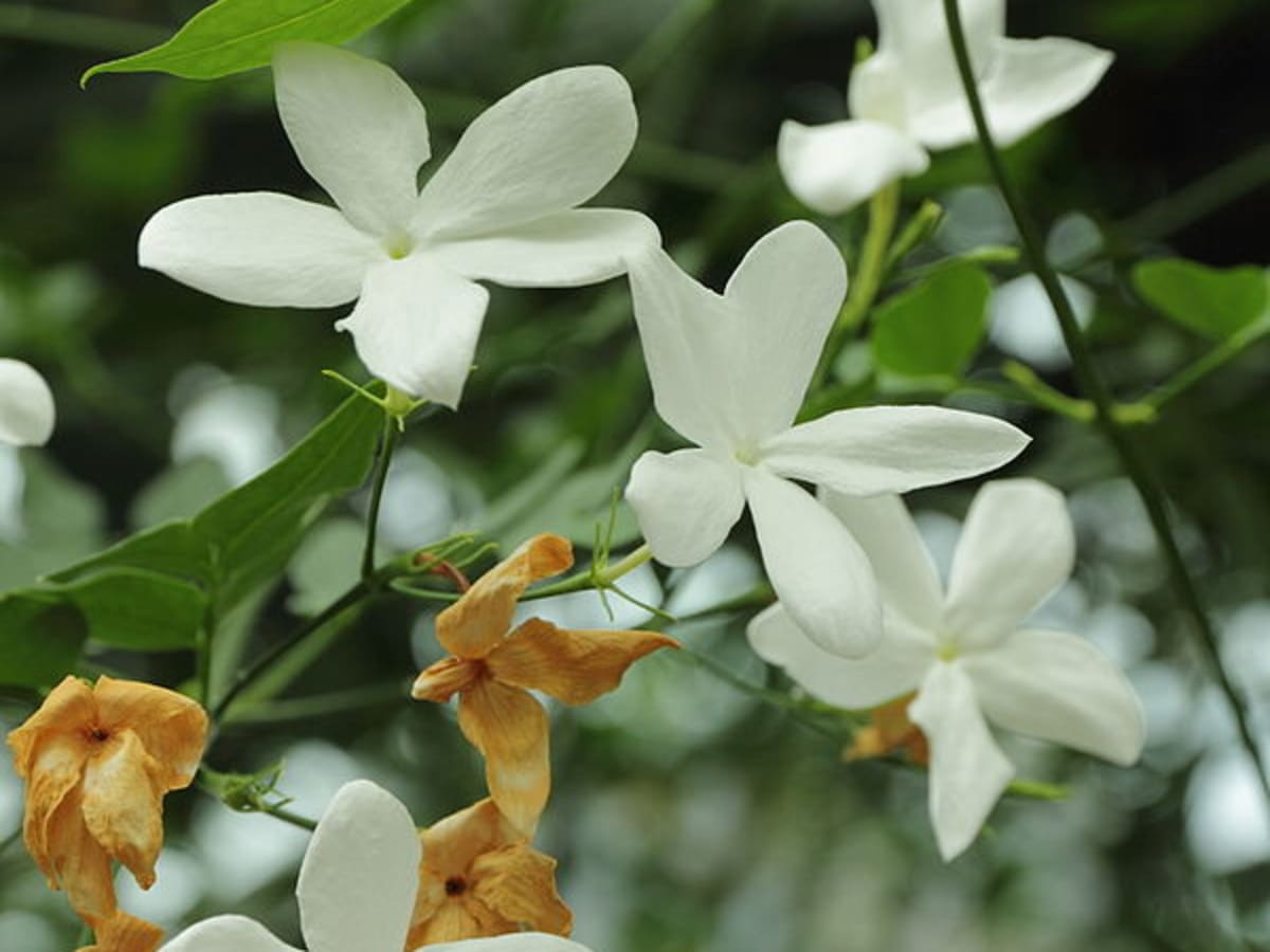 Why Is Jasmine Essential Oil Used In Expensive Perfume Bellatory
