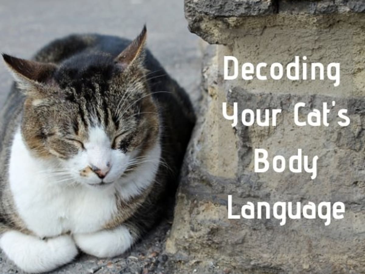 How To Decode Your Cat S Behavior Pethelpful By Fellow Animal Lovers And Experts