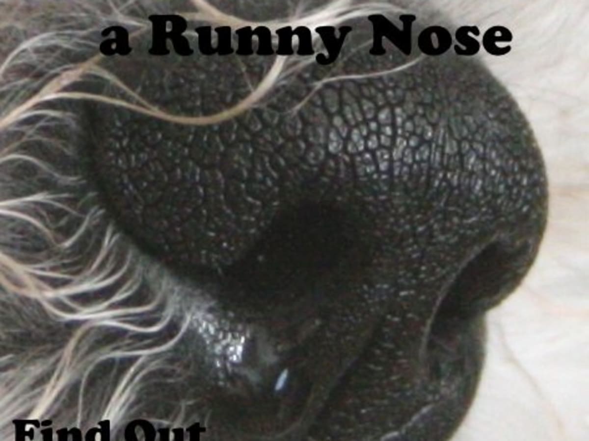 dog nasal congestion remedies