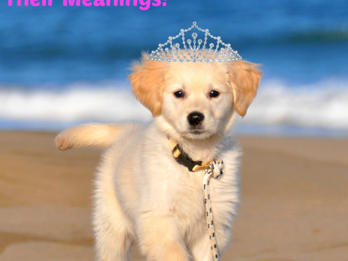 The 50 Most Popular Names For Female Dogs Of The Decade And Their Meanings Pethelpful