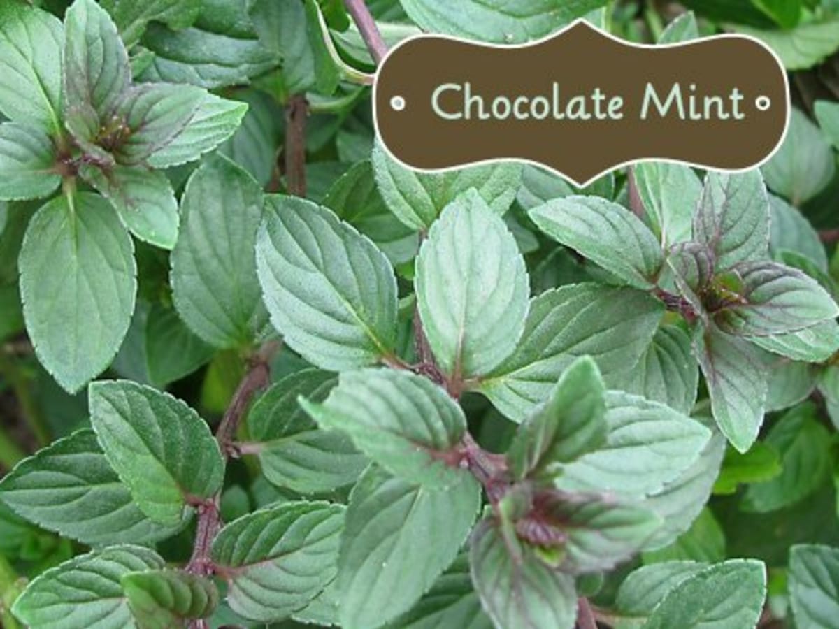 Gaixample Org 6 Berries And Cream Mint Herb Plug Plants Perennial Herb Outdoor Plants Plants Seeds Bulbs