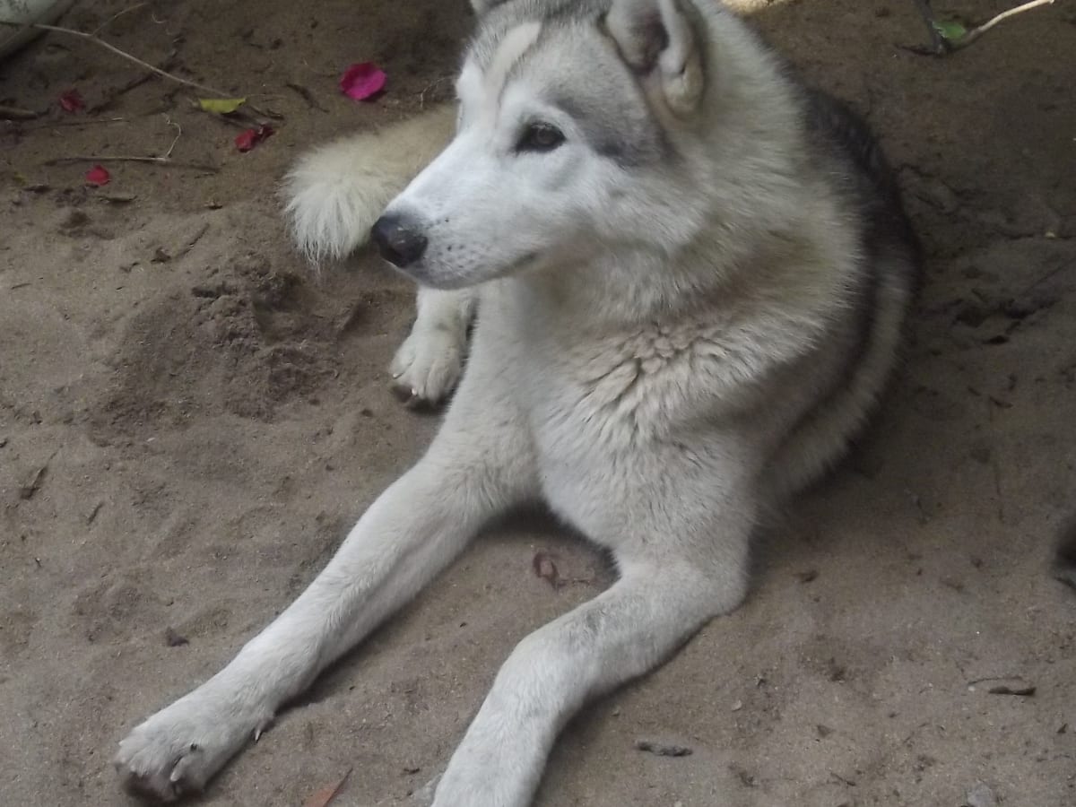 Game Of Thrones Dire Wolf Dog Breed Look Alike Pethelpful By Fellow Animal Lovers And Experts