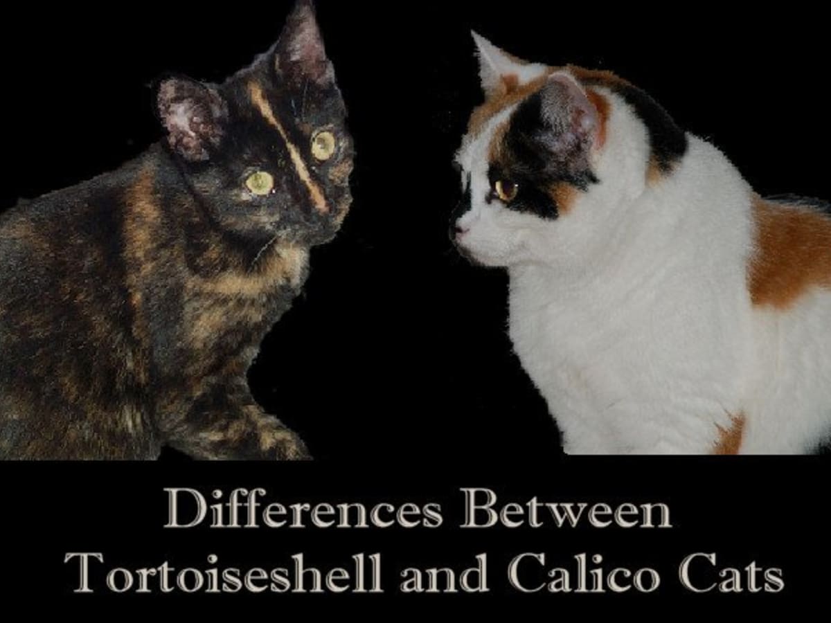 Featured image of post Realistic Calico Cat Coloring Pages / Here are free coloring pages with lampo, milady, pilou, and polpetta that you can download and print.