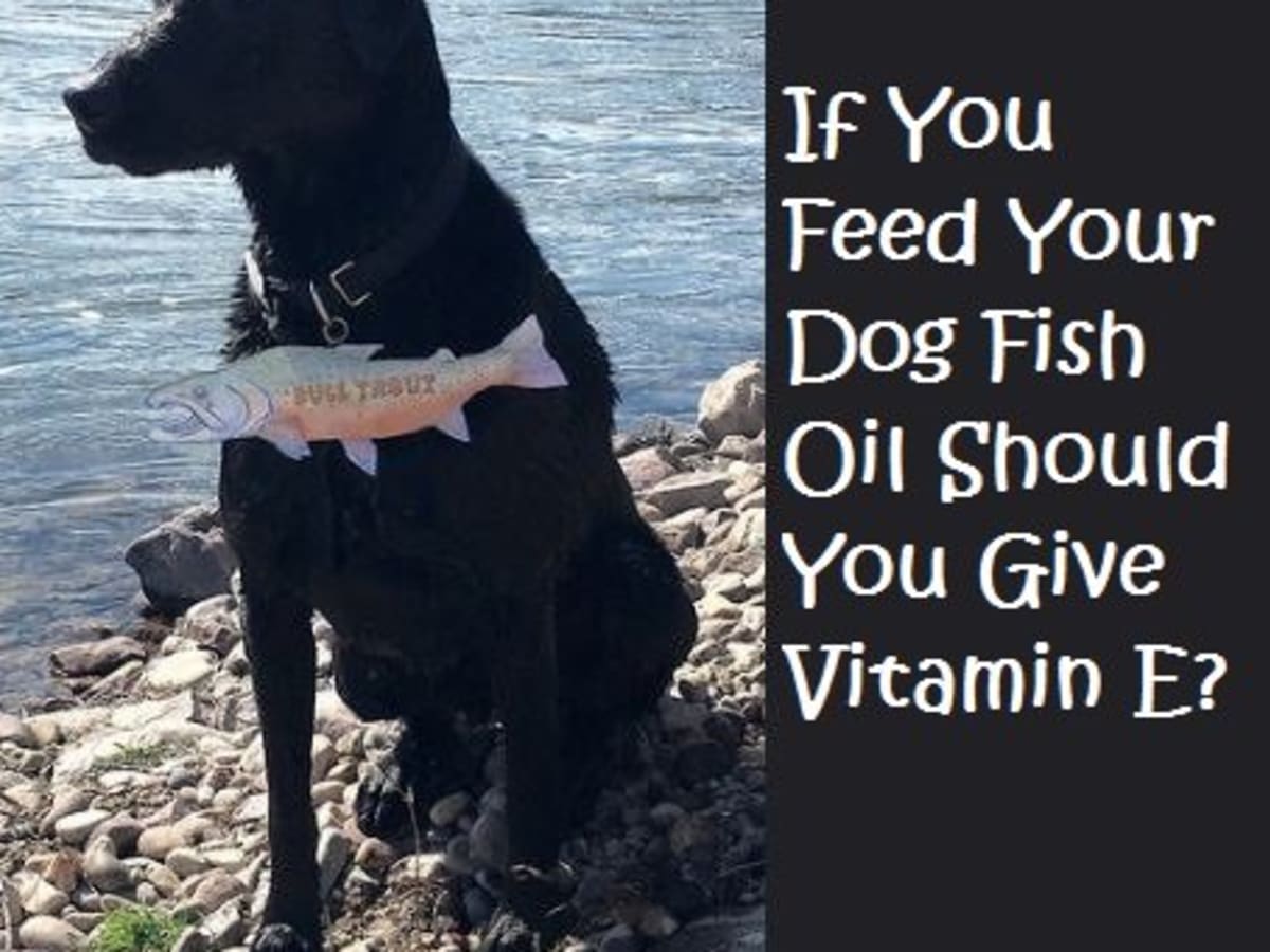 En Iyi Köpek Vitamini
