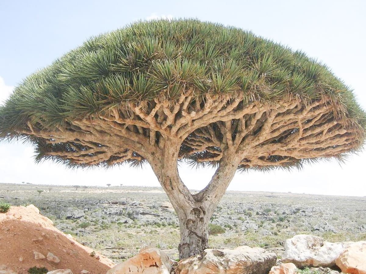 The Strange Dragon Blood Tree Of Socotra Island Owlcation