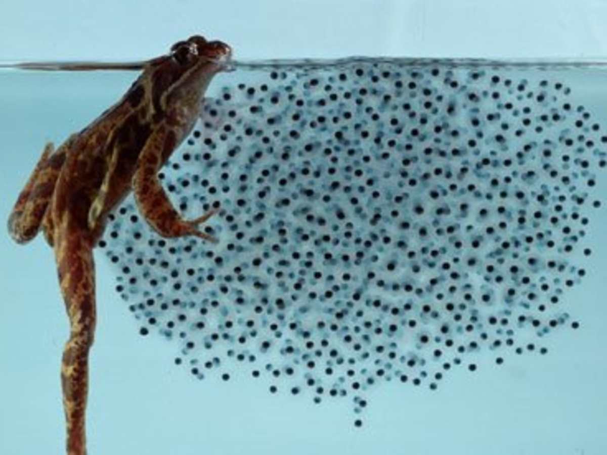 Caring For Tadpoles From Egg To Froglet Pethelpful By Fellow Animal Lovers And Experts