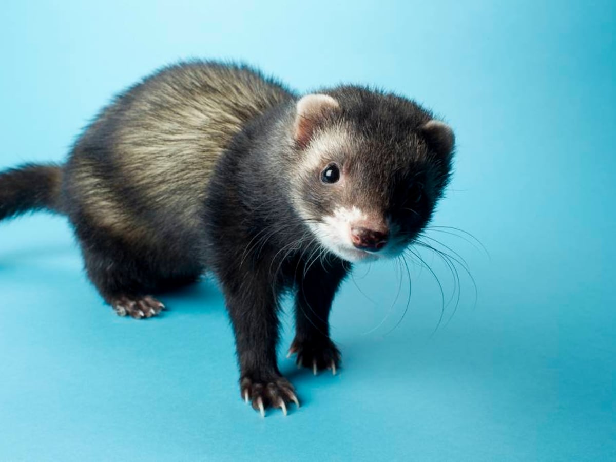 60 Cute And Funny Ferret Names Pethelpful By Fellow Animal Lovers And Experts