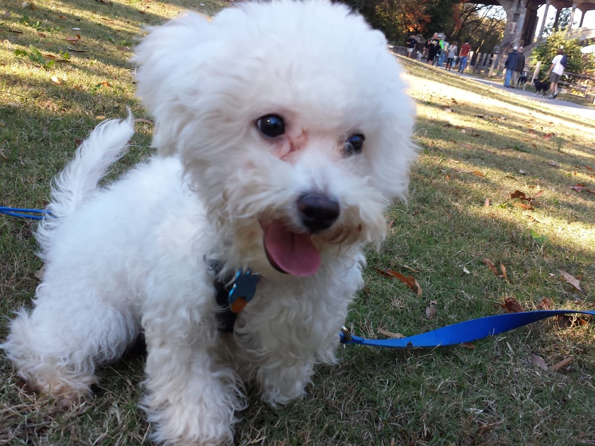 best clippers for bichon frise