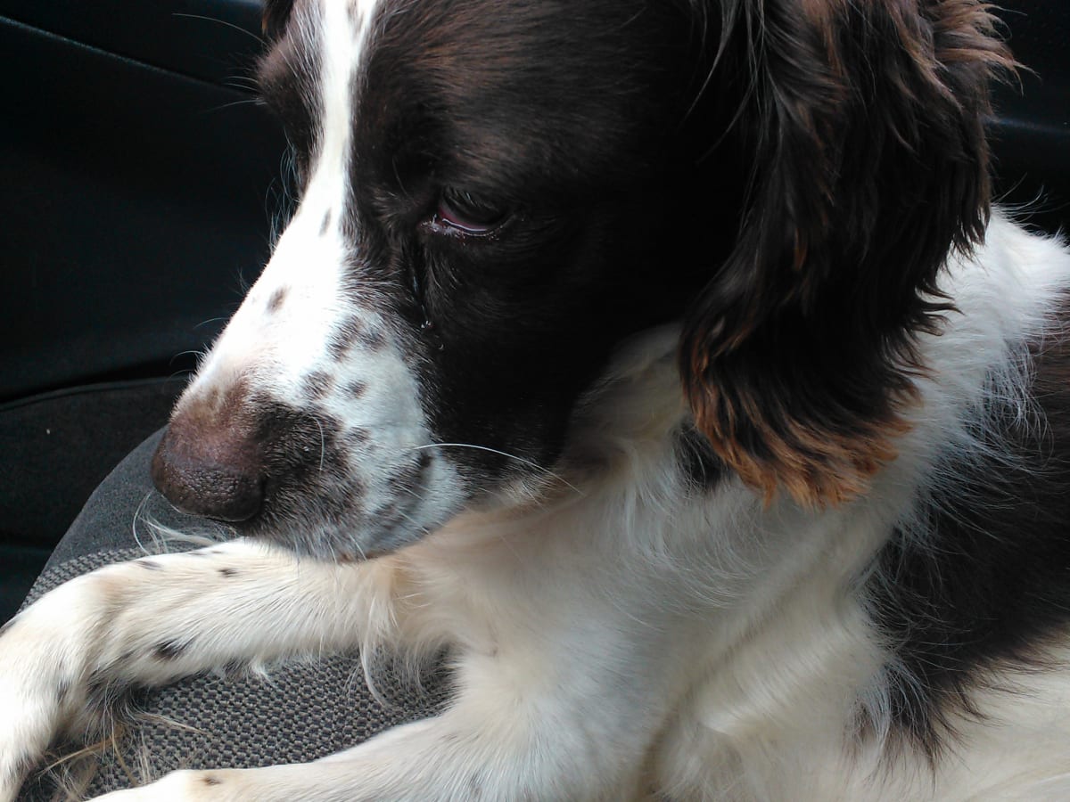 best dog clippers for springer spaniel