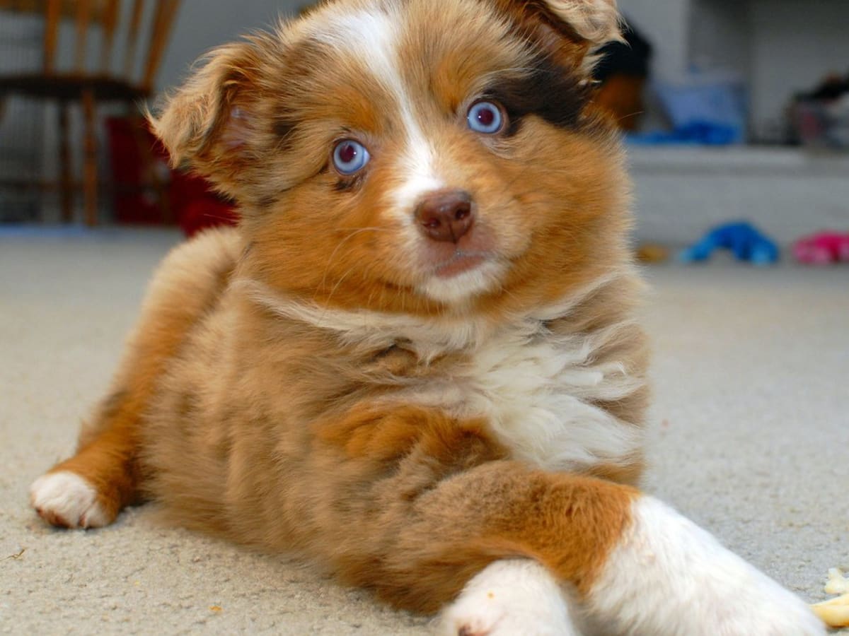 double merle eyes