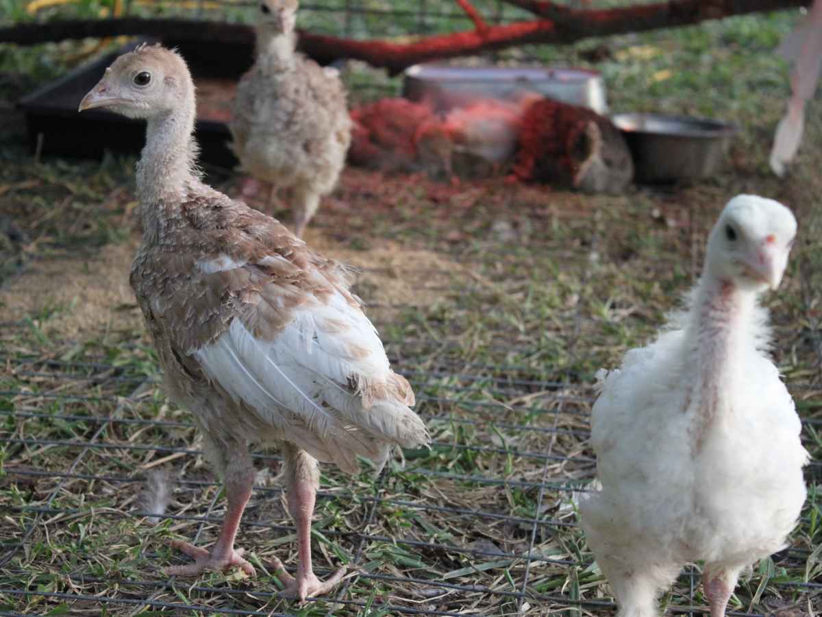 The Terrible Truth About Raising Turkeys Pethelpful