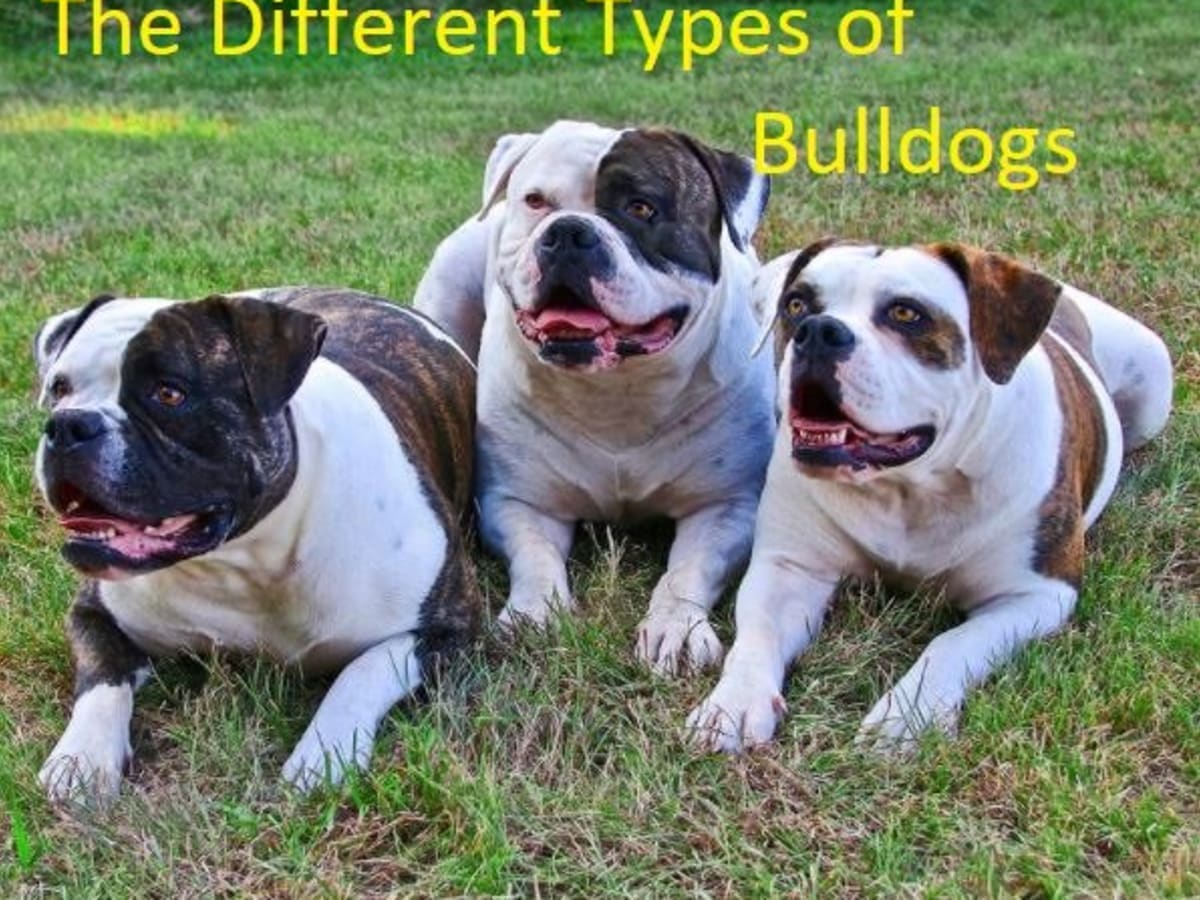 How Many Puppies Can Old English Bulldog Have Puppy And Pets