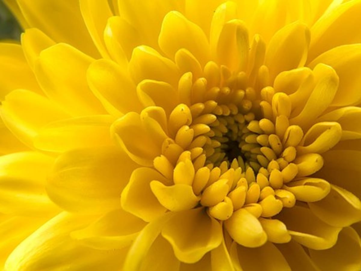 How Did The Chrysanthemum Become The Symbol Of The Japanese Emperor Owlcation Education