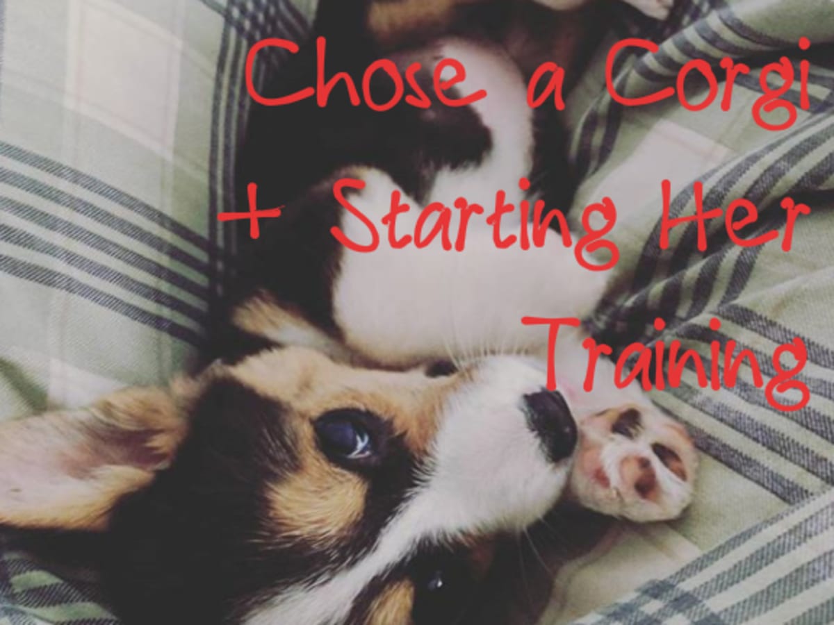 Why We Chose A Corgi And How We Trained Our Puppy Pethelpful