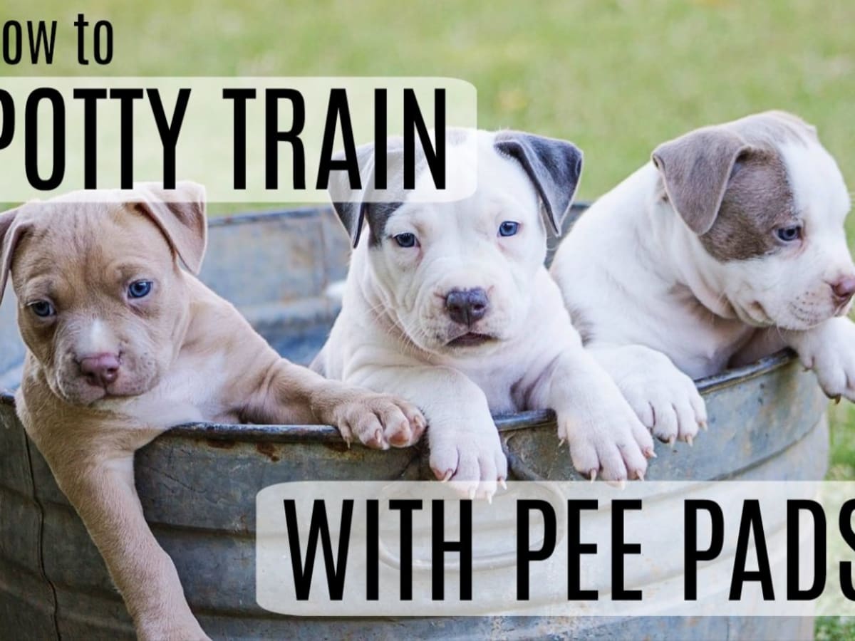 most effective way to potty train a puppy