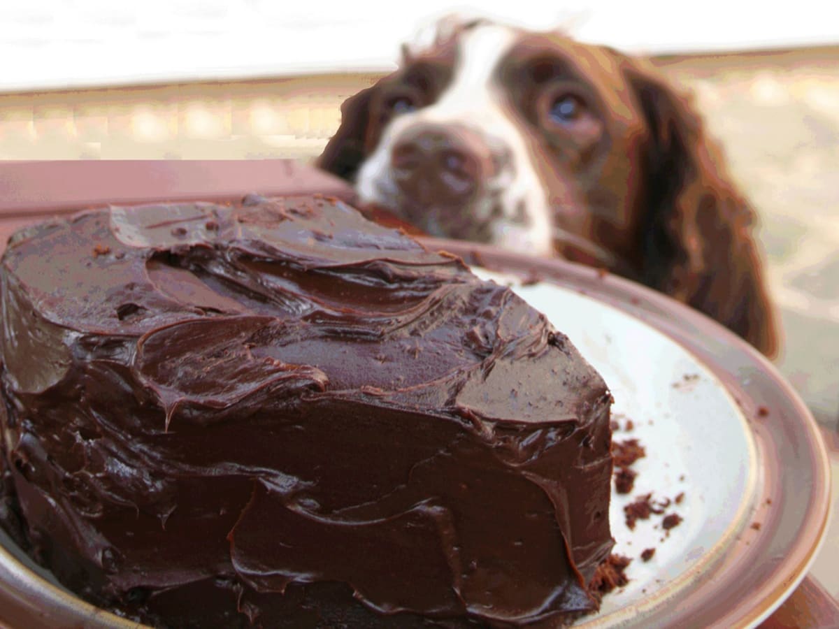 dog cake diy