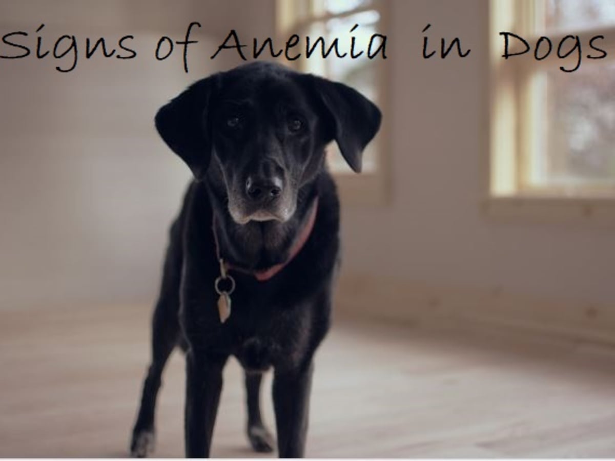 anemia in puppies treatment