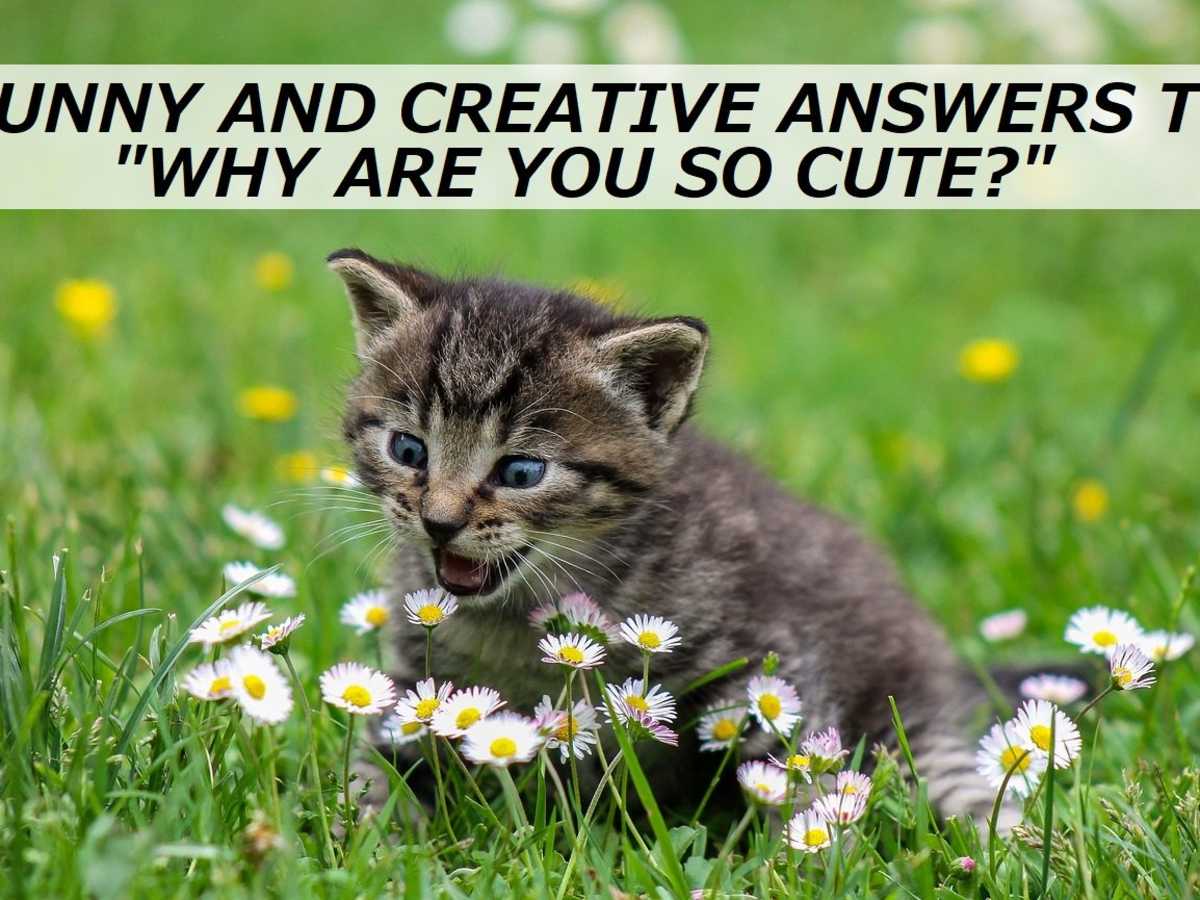 100 Funny And Creative Answers To Why Are You So Cute Pairedlife