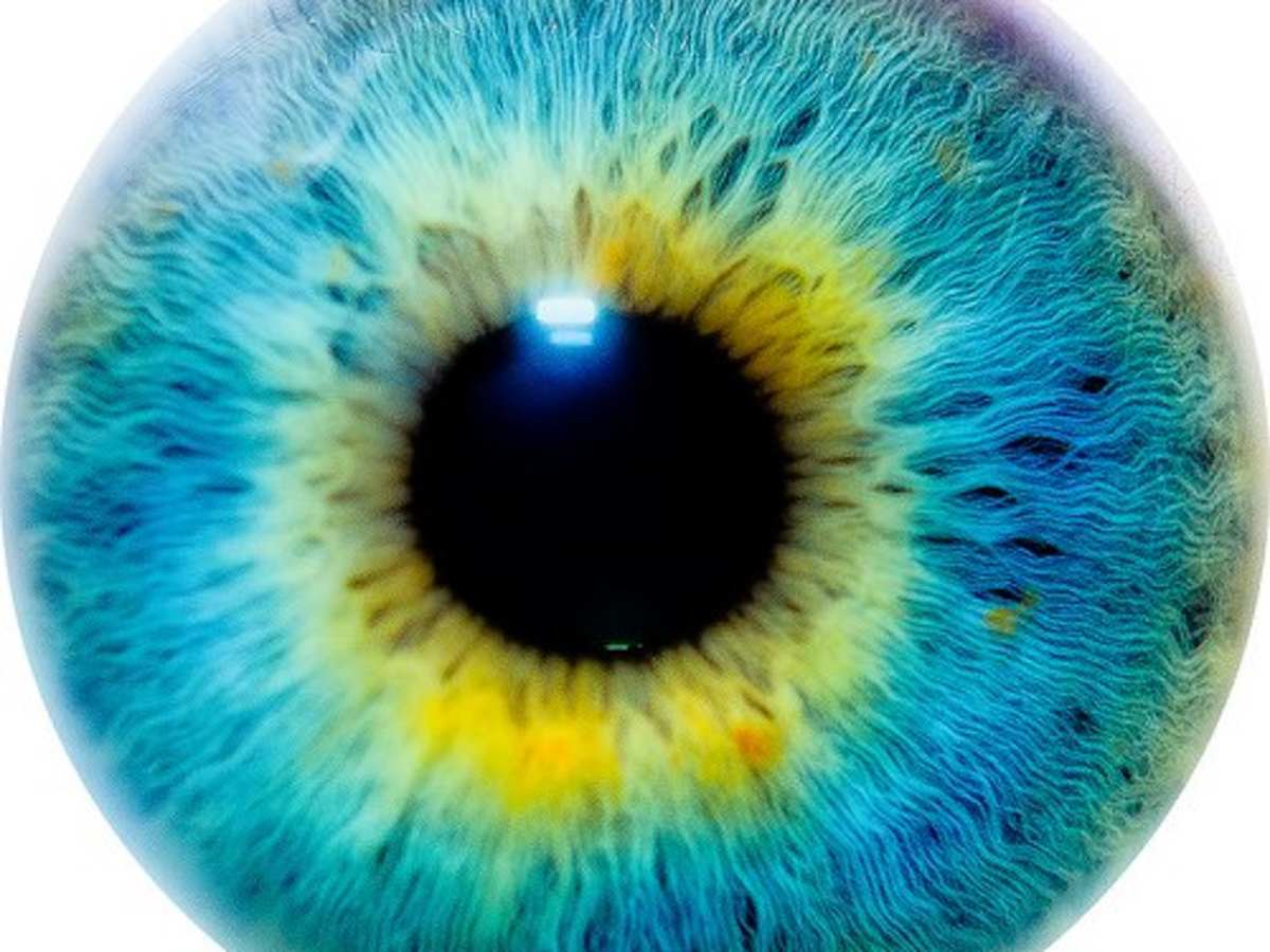 Does Eye Color Indicate Intelligence Or Personality What Are Your Eyes Telling The World Owlcation They just have green eyes. does eye color indicate intelligence or