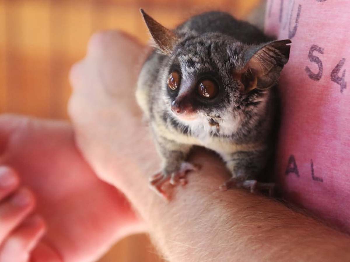 Introduction To Bush Babies As Pets Pethelpful