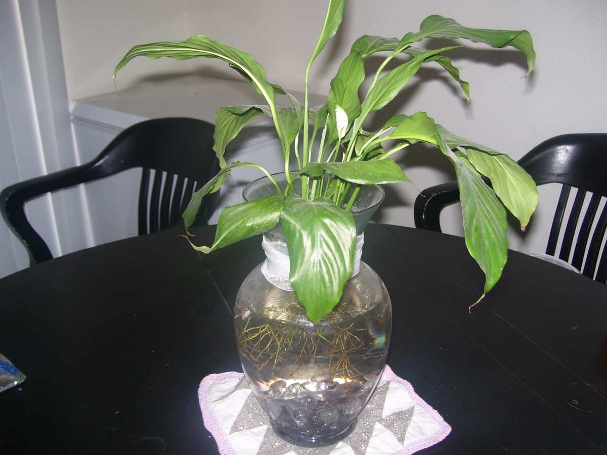 philodendron cordatum heartleaf Philodendron Cordatum Heartleaf – Mickey Hargitay Plants main image 0