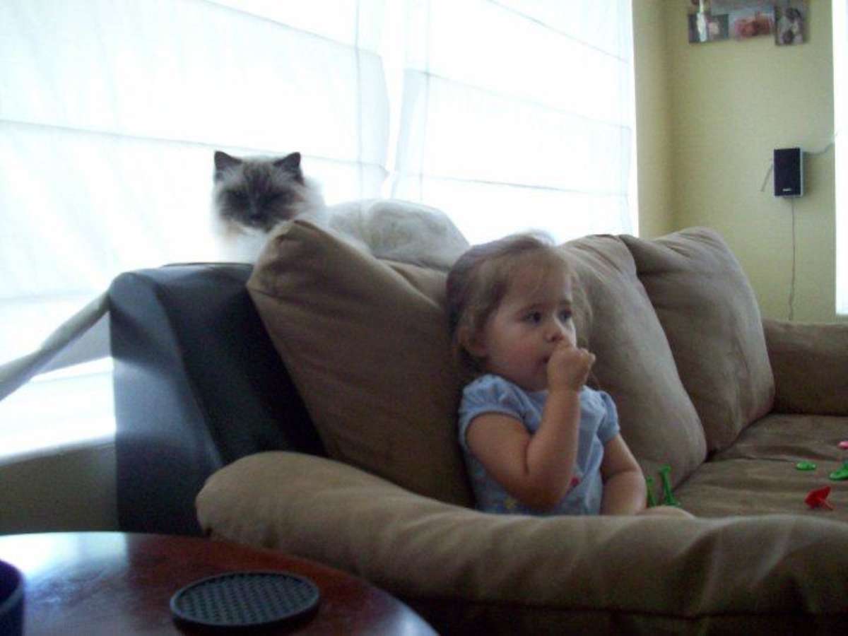 waggy ragdolls