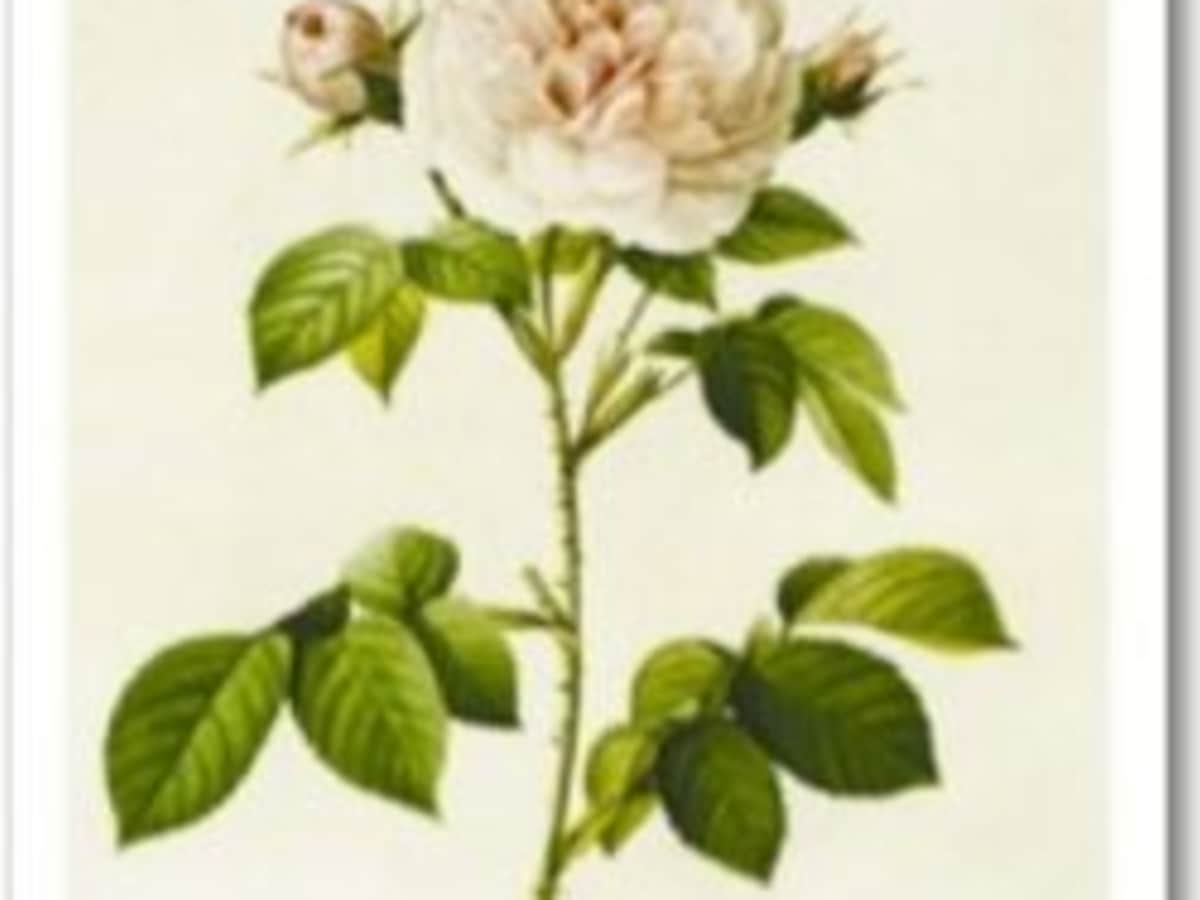Antique Heirloom And Old Garden Roses Categories Characteristics Hubpages