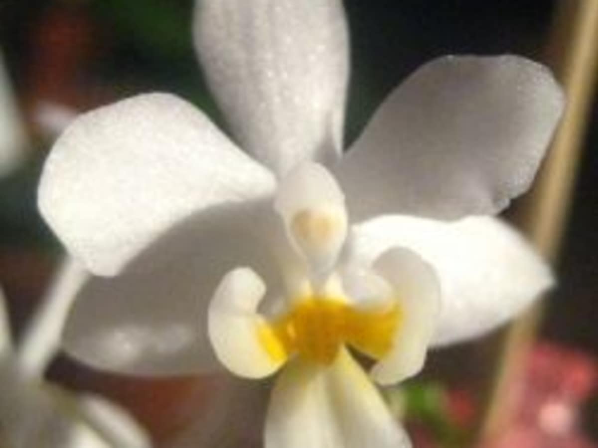 The Angel Orchids - HubPages