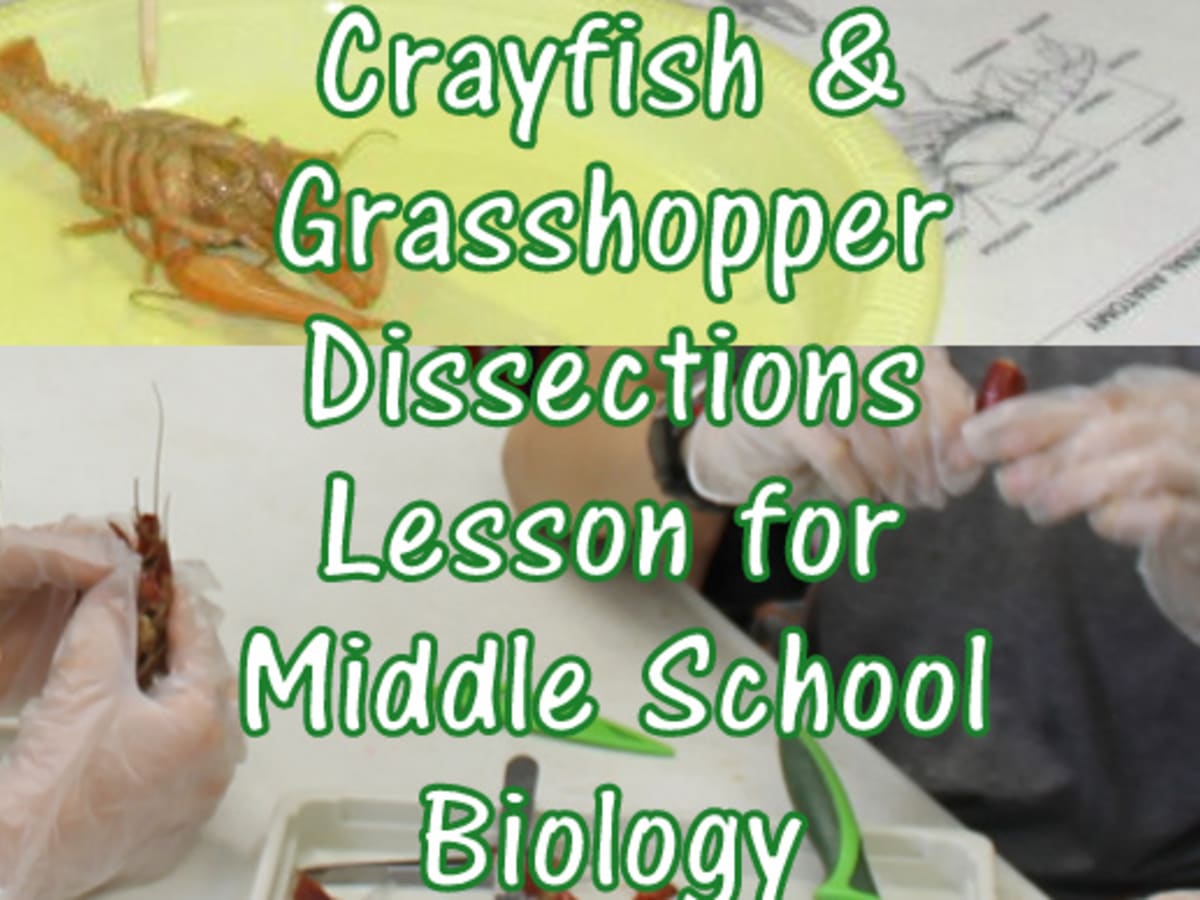 Grasshopper Crayfish Dissection Lesson For Middle School Biology Hubpages