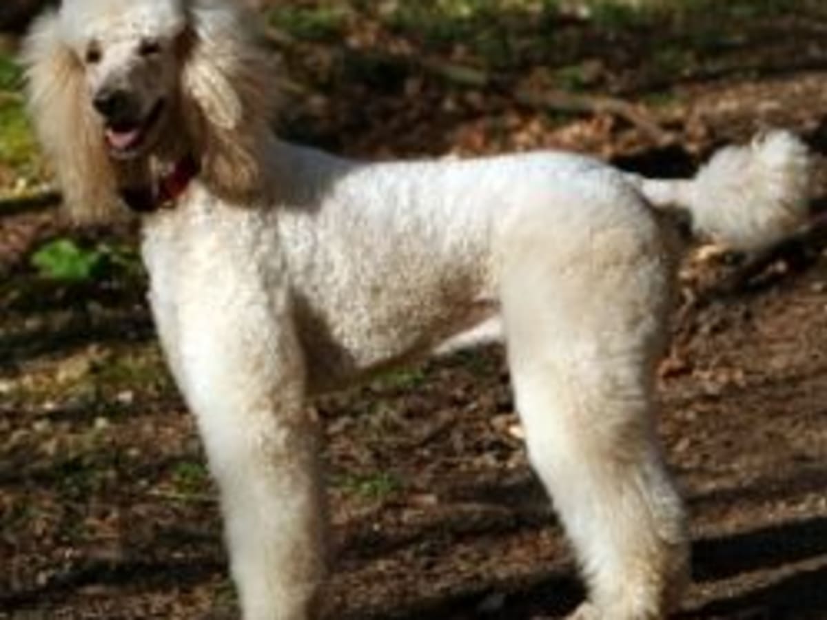 best clippers for poodles