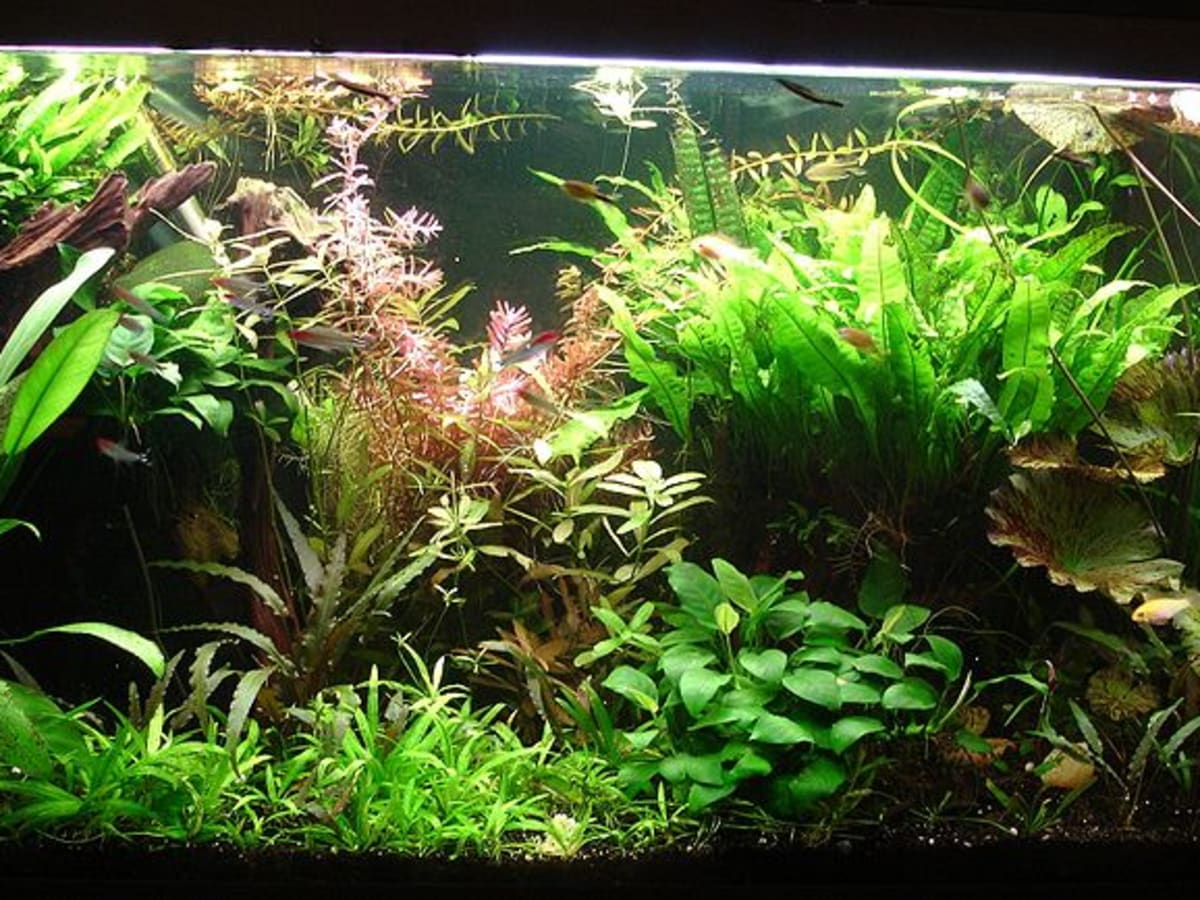 Aquarium Aquascape Design And Fish Tank Plant Placement Hubpages