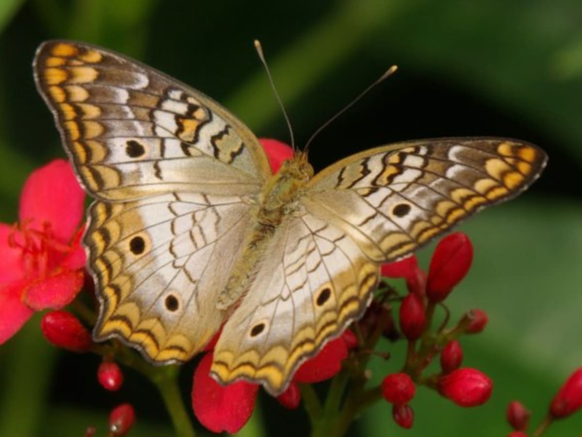 The White Peacock Butterfly Its Diet And Other Facts Hubpages