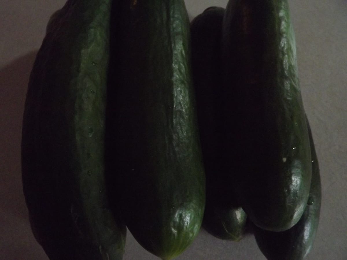 Ripe Cucumber Pickles Recipe Hubpages