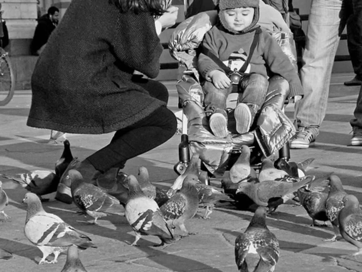 schwinn turismo swivel single jogger