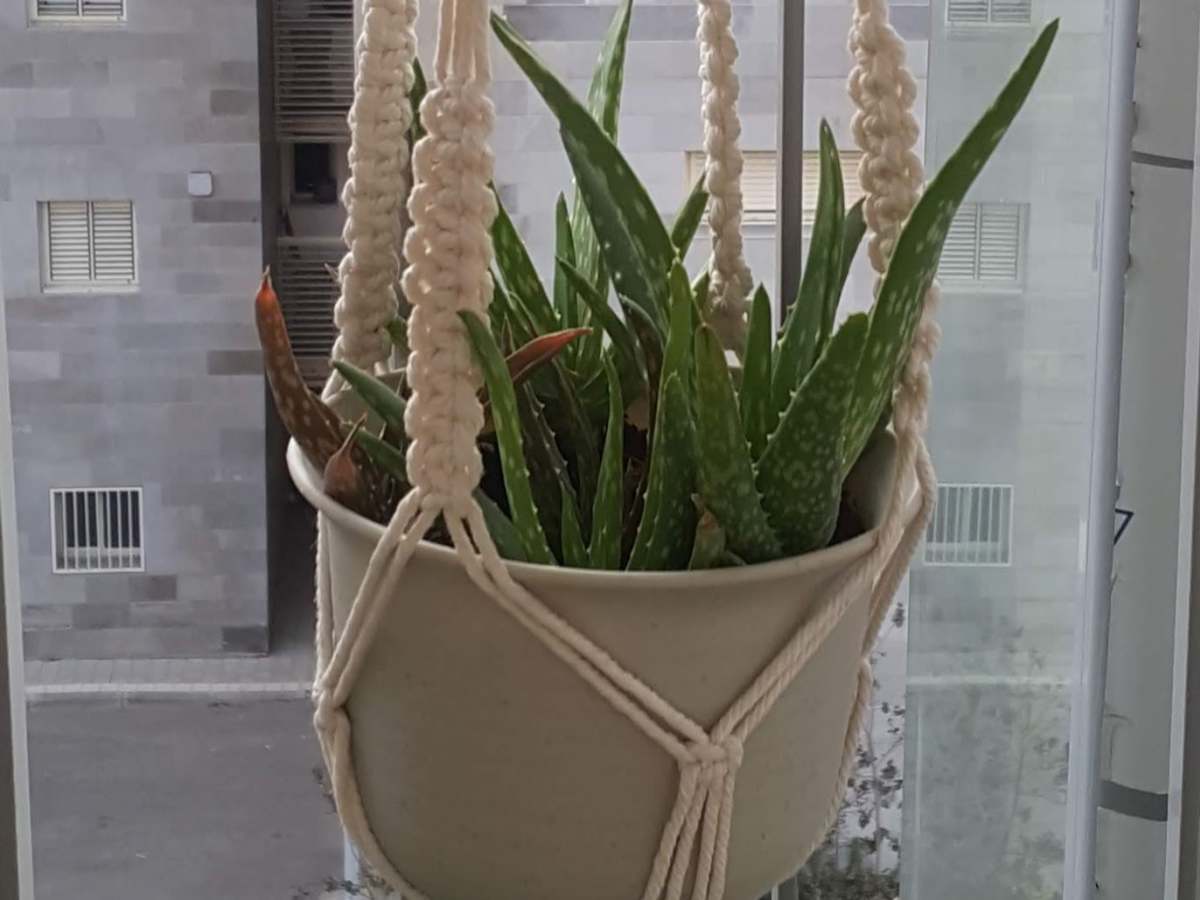 aloe vera plant cost Aloe Vera Plant for Sale - Delivered to Your Door