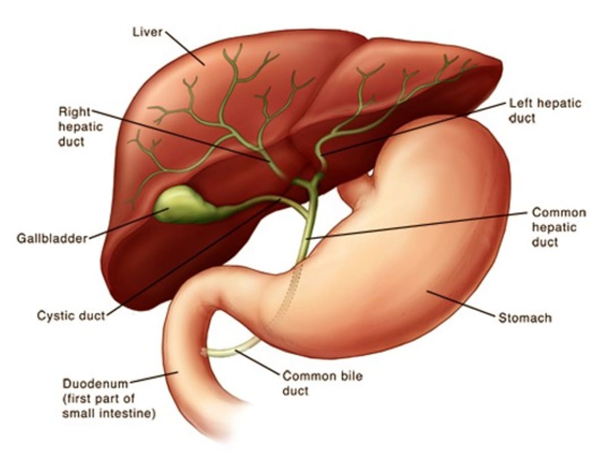 Gallbladder Sludge Treatment Symptoms Removal Diet Causes Hubpages