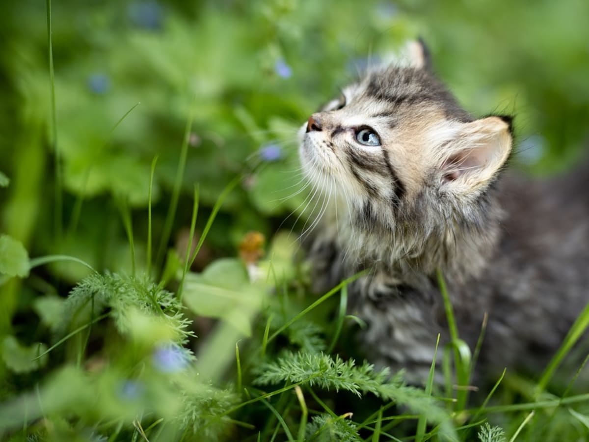 what to feed small stray kitten