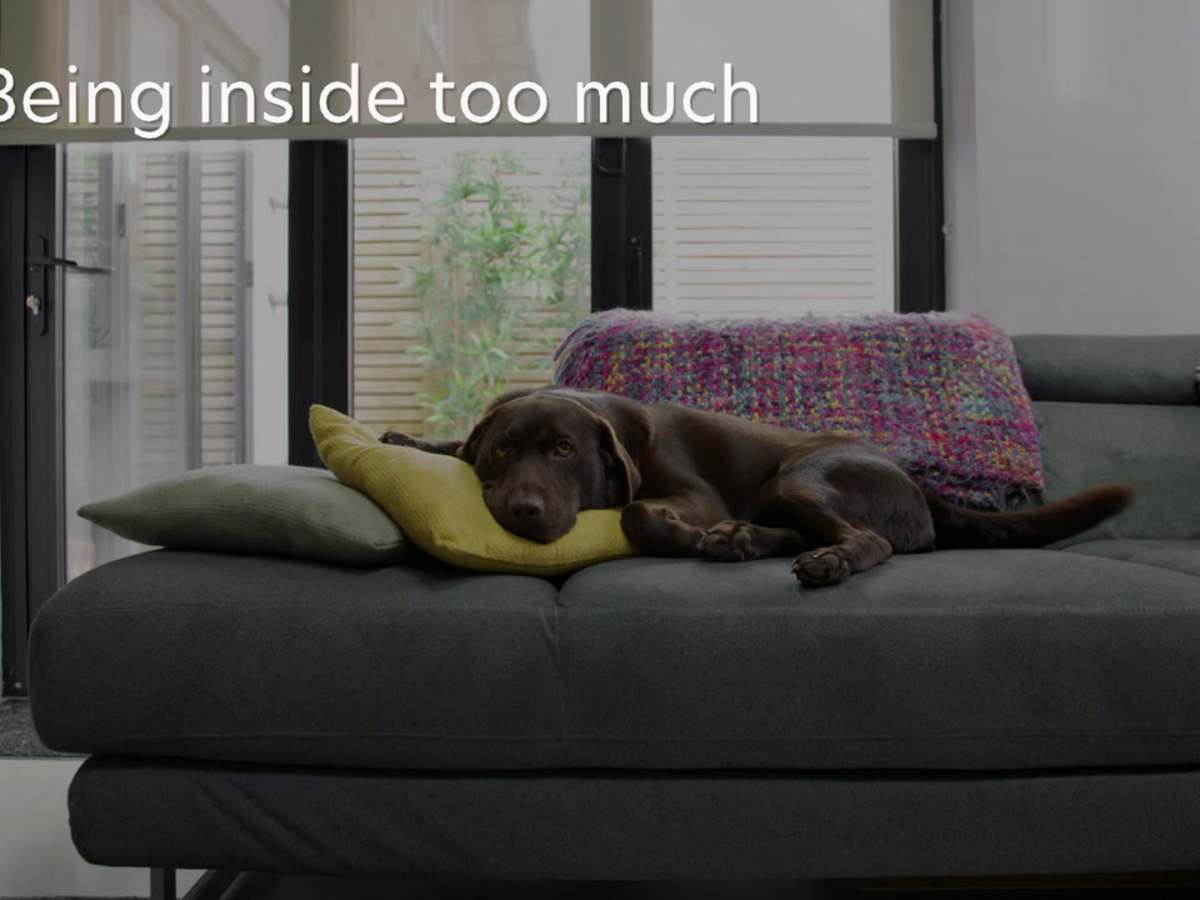 Why Your Dog Has Started Pooping In The House And How To Stop It Pethelpful