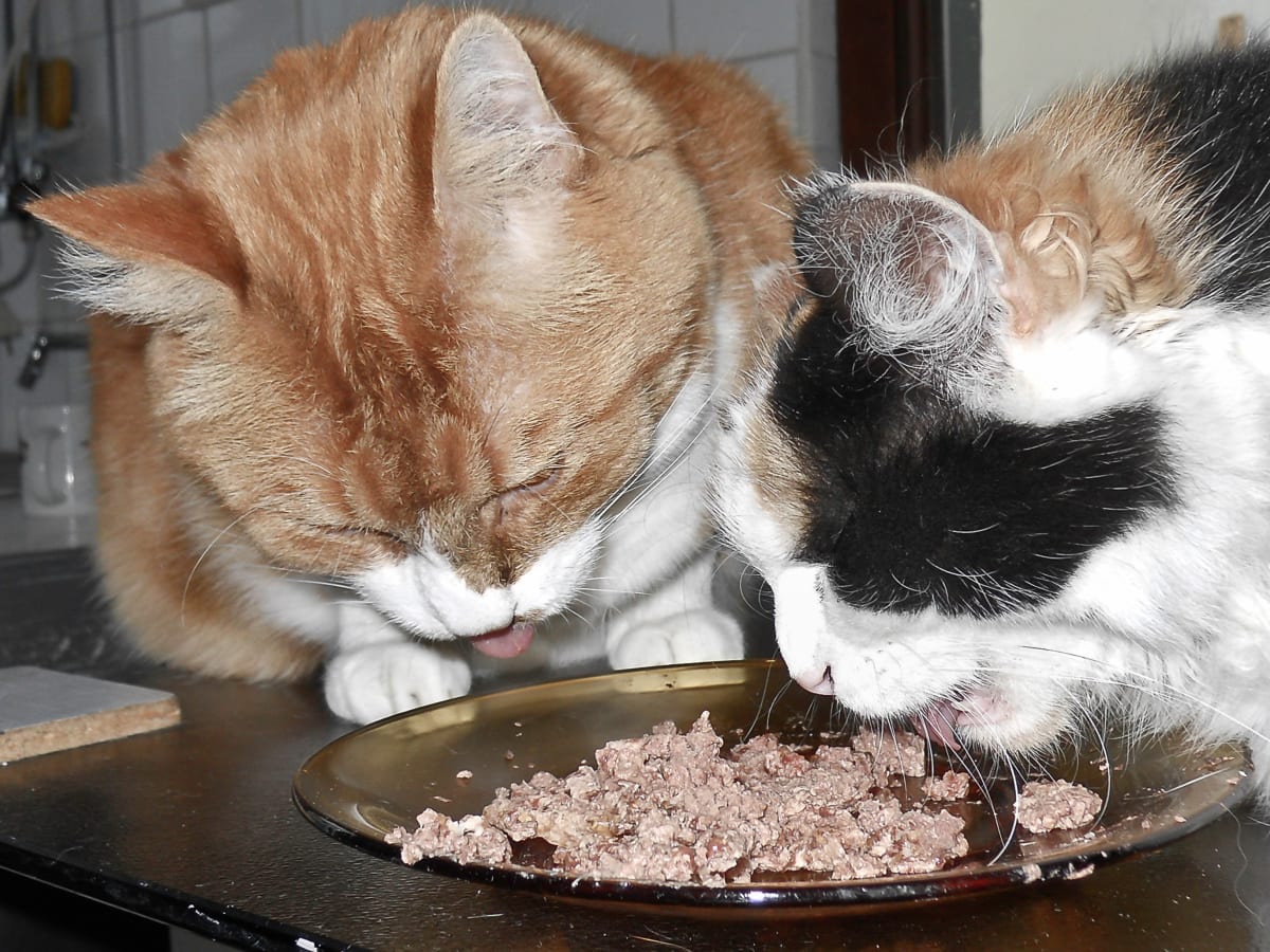Healthy Food For Cats -