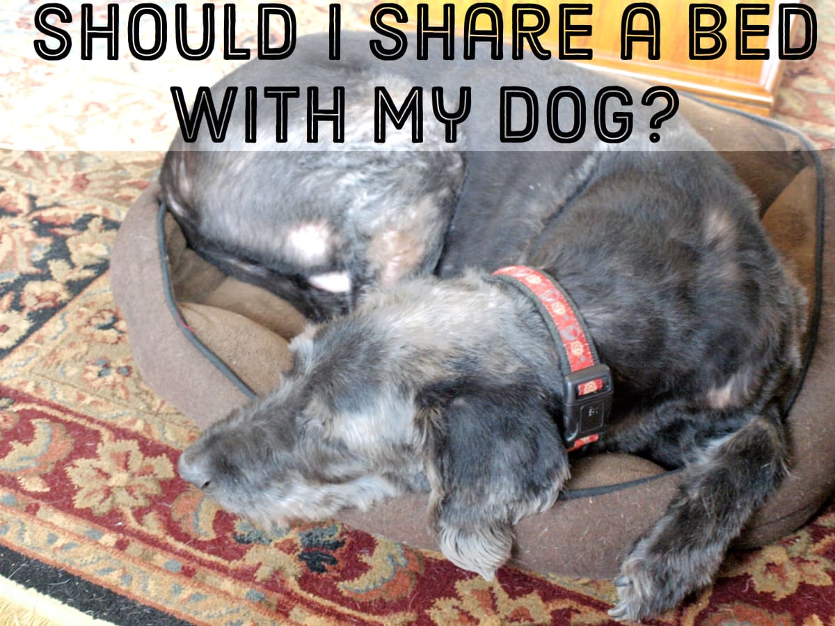 why you should not sleep with your dog
