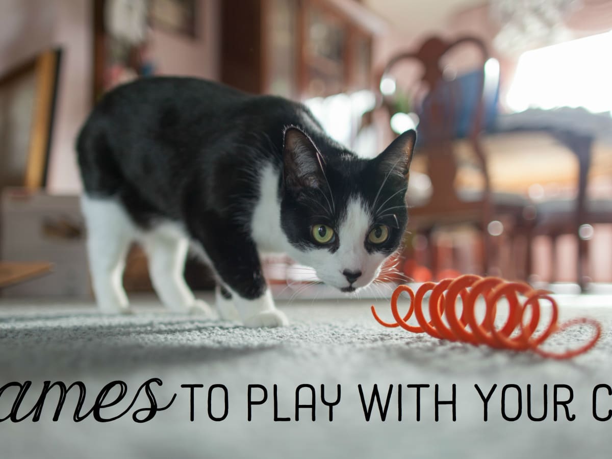 Ten Easy Games You Can Play With Your Cat Pethelpful By Fellow Animal Lovers And Experts