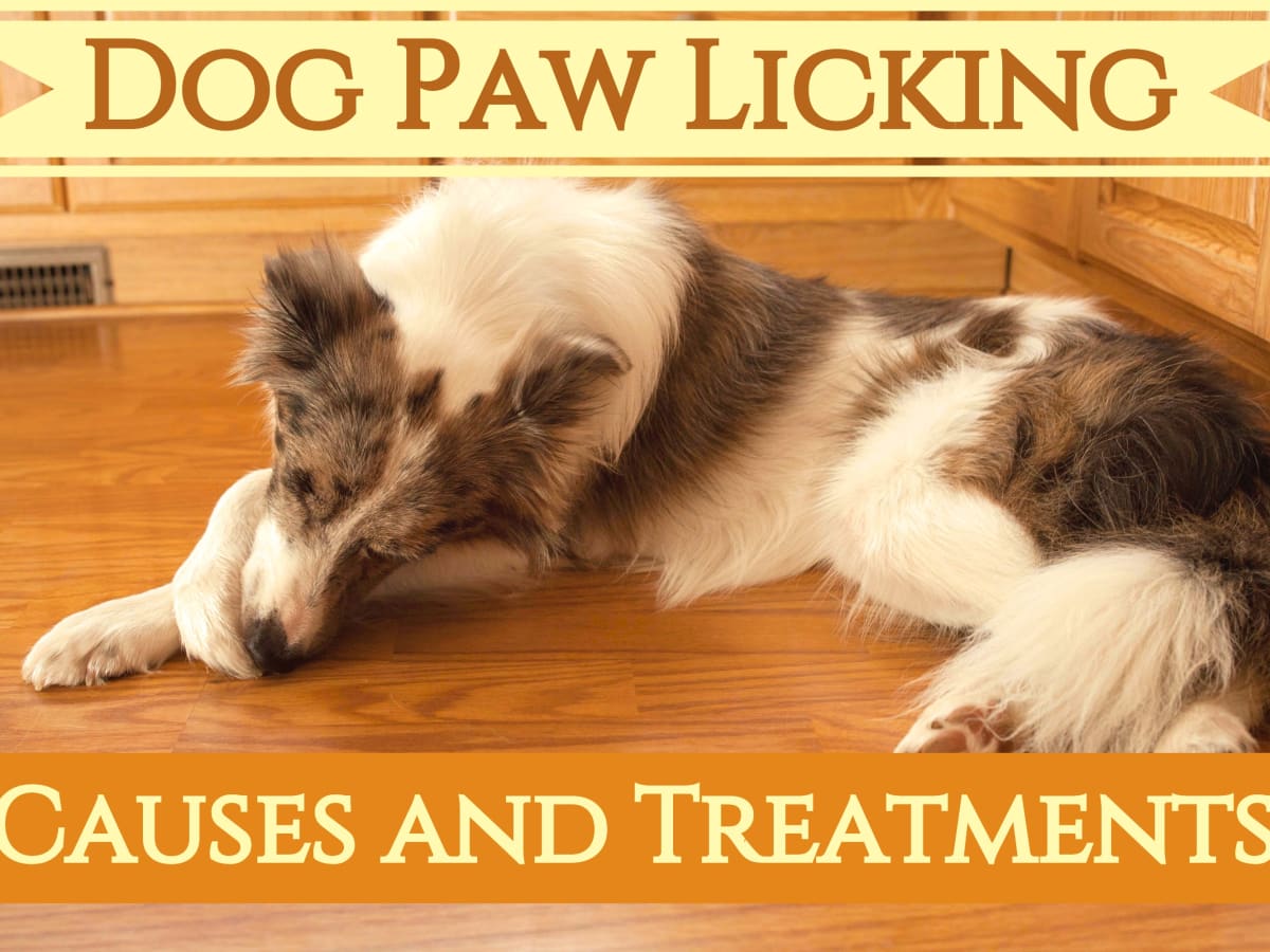 what to put on dogs paws to stop licking what to put on dogs paws to stop licking
