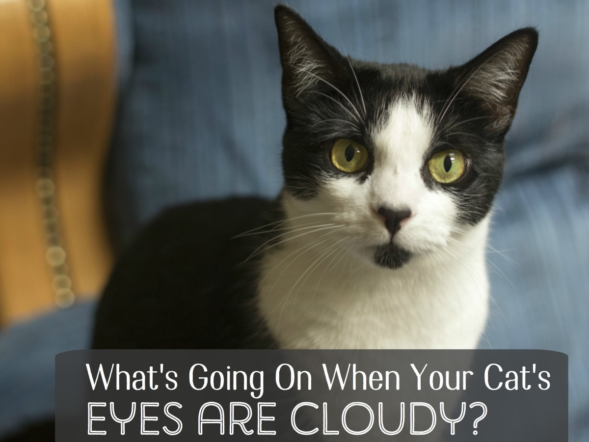 What Causes Cloudy Eyes In Cats Pethelpful By Fellow Animal Lovers And Experts