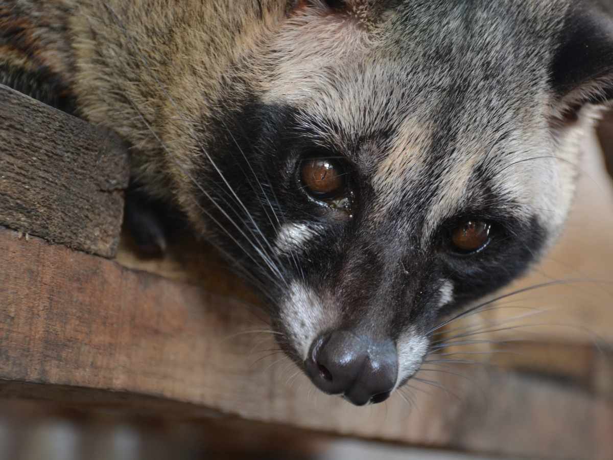 civet cat cigarettes The Civet Cat: An Endangered Species That Lives in the Rain Forest