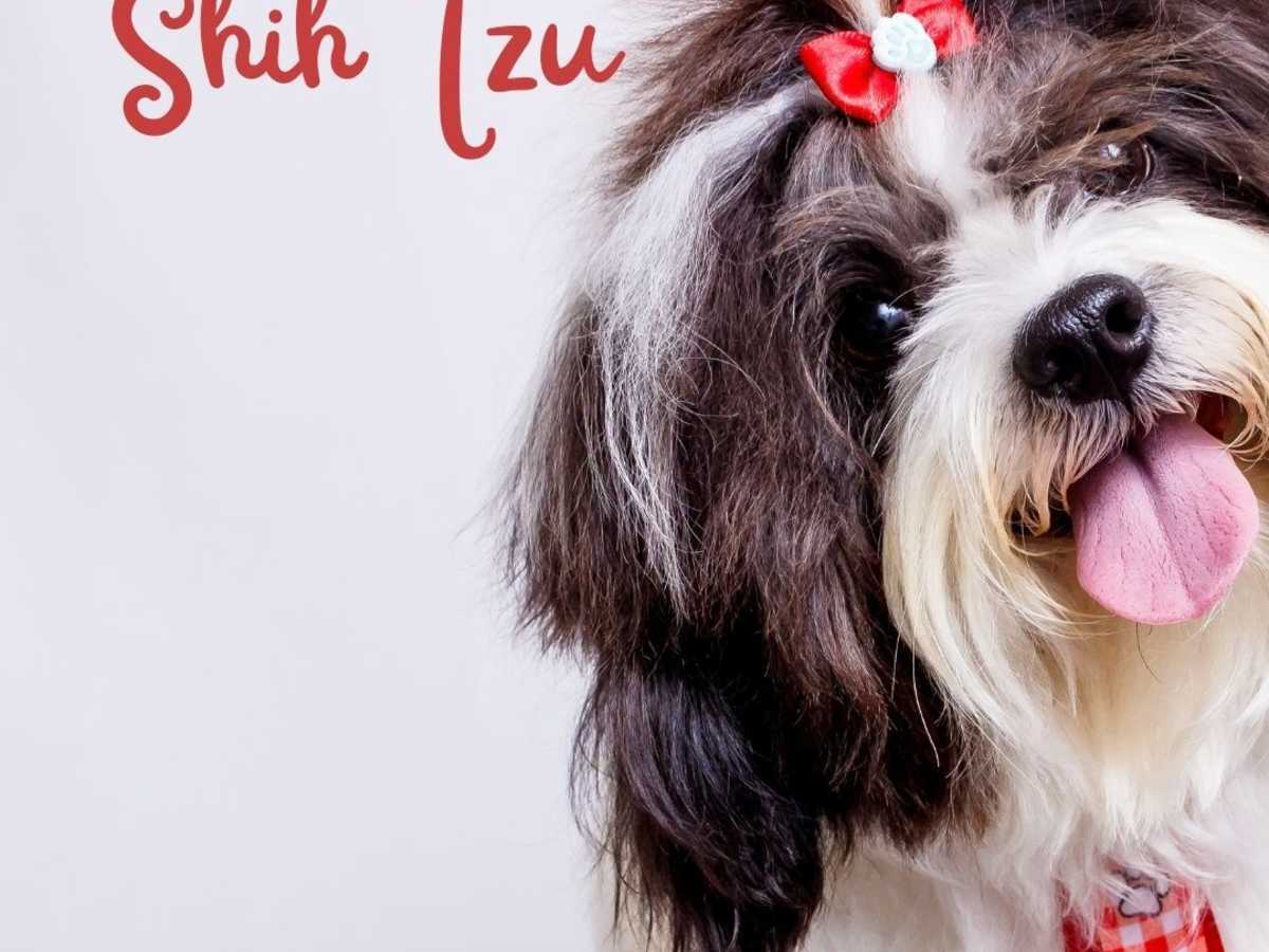 Grooming Your Shih Tzu Keeping Your Dog Clean Pethelpful