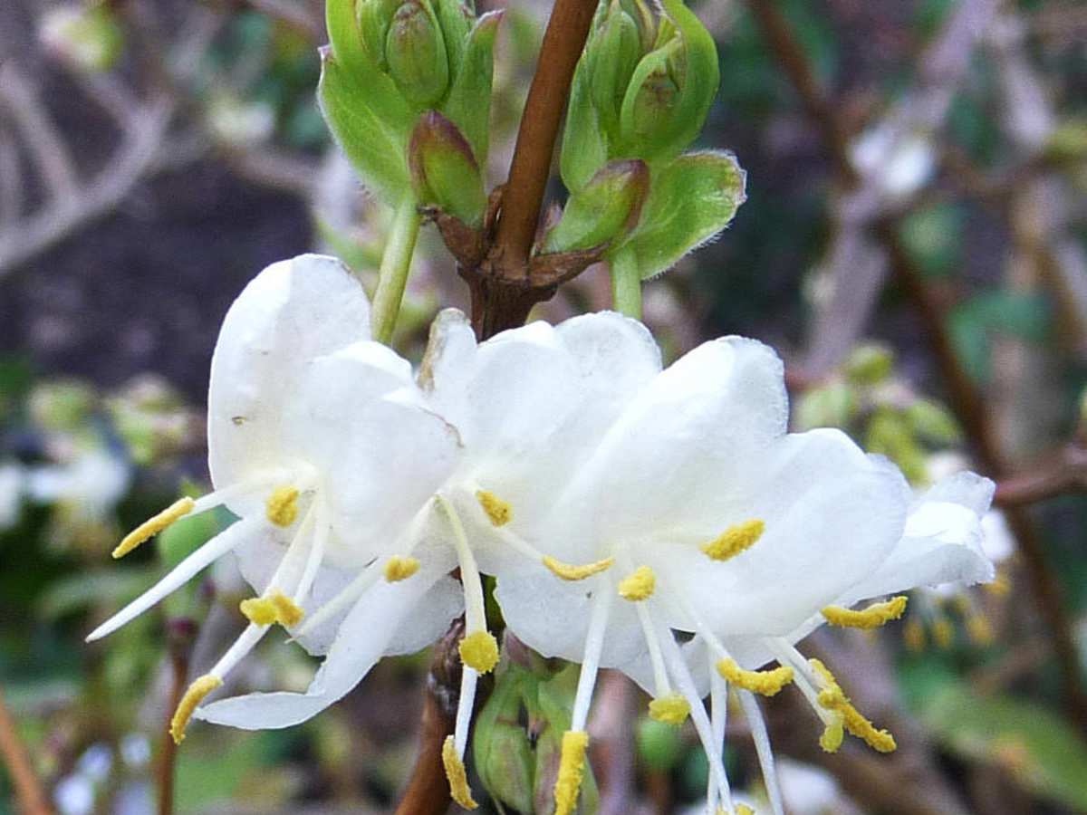 Bringing Sweet Aroma to Winter: Discover the Beauty of Winter Honeysuckle -  HubPages