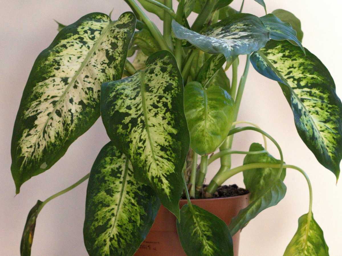 How to Propagate a Dieffenbachia Plant Using Cuttings - HubPages
