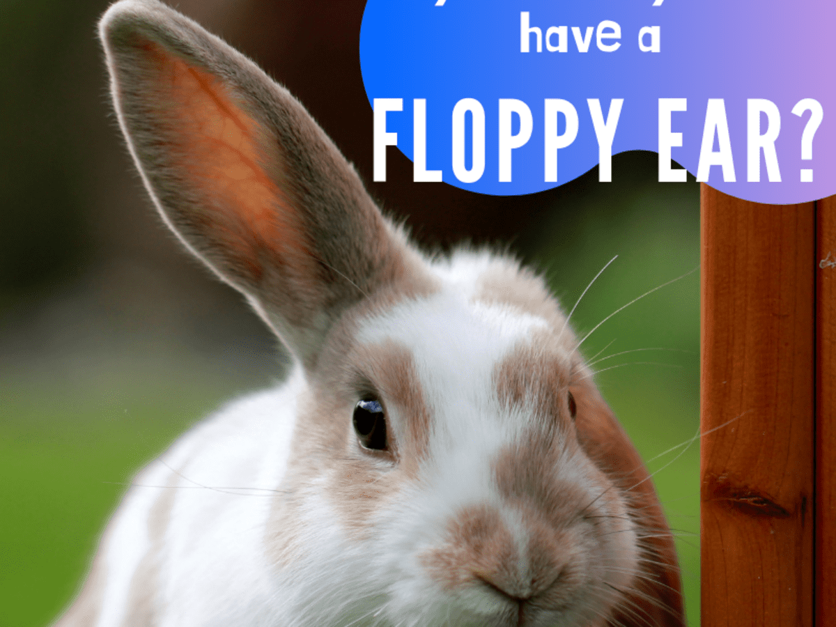 Why Is My Rabbit S Ear Floppy Lop Genes And Other Causes Pethelpful