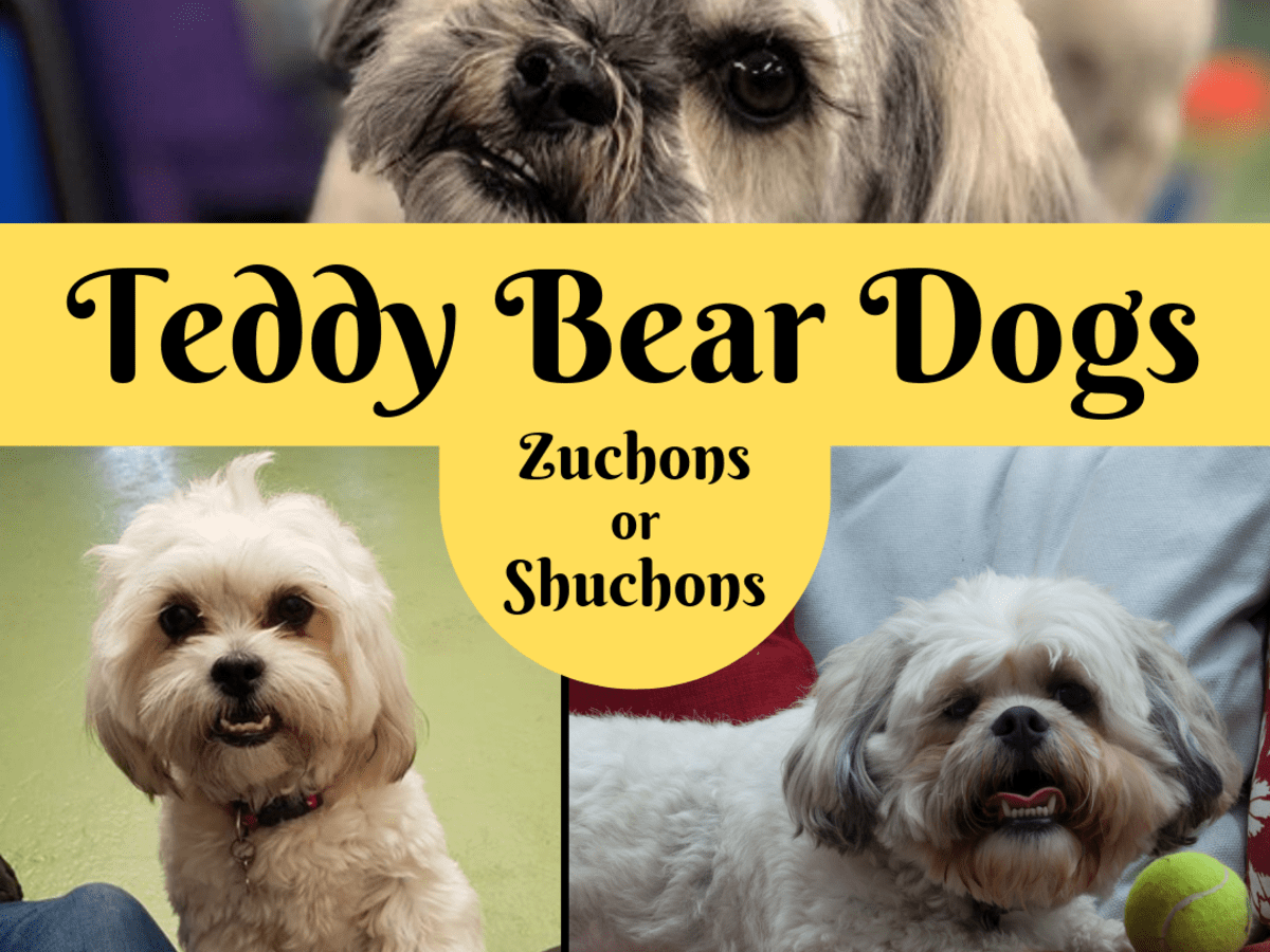 what is a shichon teddy bear
